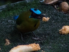 Momotus aequatorialis