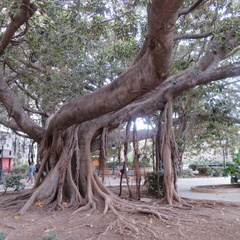 Ficus