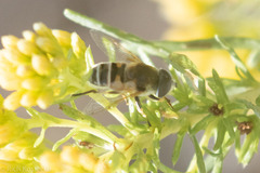 Eristalis stipator