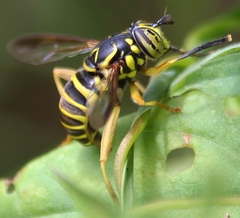 Spilomyia longicornis