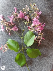 Fridericia patellifera