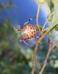 Araneus gemmoides