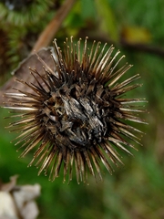 Arctium lappa