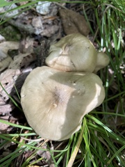 Pluteus petasatus