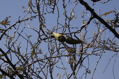 Asclepiadoideae