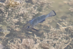 Cyprinodon variegatus