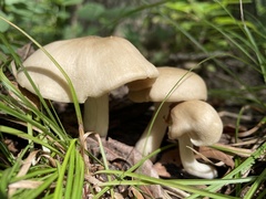Pluteus petasatus
