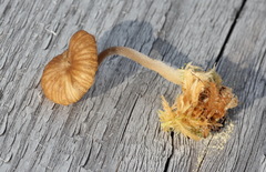 Arrhenia sphagnicola