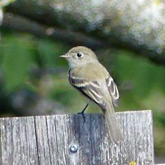 Empidonax minimus
