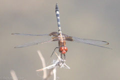 Dythemis fugax