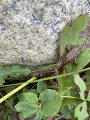 Rana luteiventris