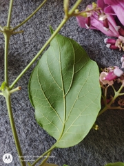 Fridericia patellifera