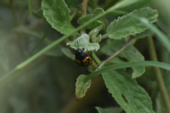 Calligrapha serpentina