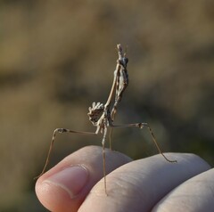 Empusa fasciata