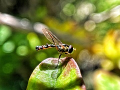 Sphaerophoria quadrituberculata