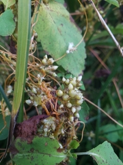 Cuscuta gronovii