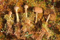 Cortinarius huronensis