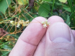 Cuscuta gronovii