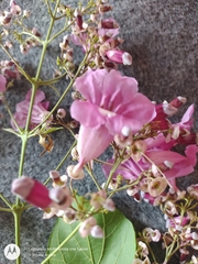 Fridericia patellifera