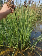 Schoenoplectus tabernaemontani