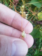 Cuscuta gronovii
