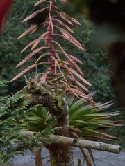 Tillandsia fendleri