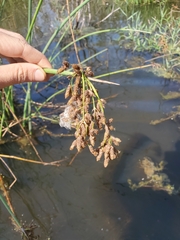 Schoenoplectus tabernaemontani