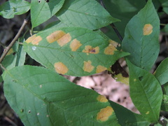 Polystigma fulvum