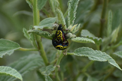 Calligrapha serpentina
