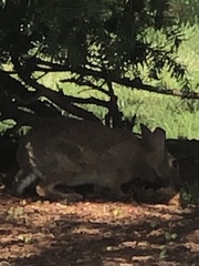 Sylvilagus floridanus