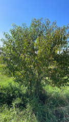 Prunus persica