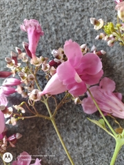 Fridericia patellifera