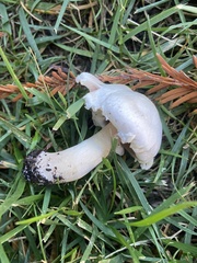 Agaricus californicus