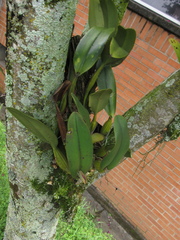 Cattleya
