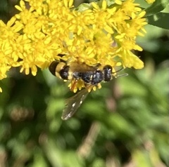 Cerceris rybyensis
