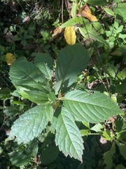 Parthenocissus quinquefolia