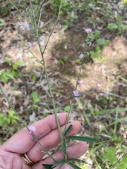 Desmodium sessilifolium