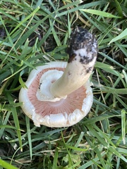 Agaricus californicus