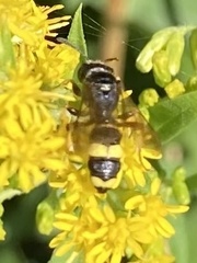 Cerceris rybyensis
