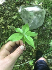 Lysimachia borealis