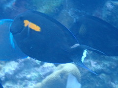 Acanthurus olivaceus