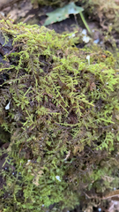 Thuidium delicatulum