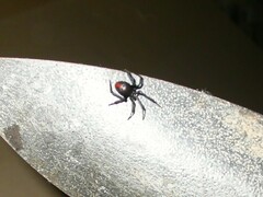 Latrodectus hasselti