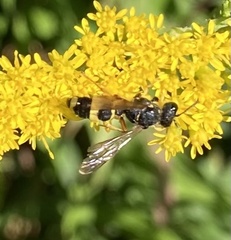 Cerceris rybyensis