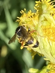 Cerceris rybyensis