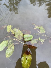 Potamogeton amplifolius