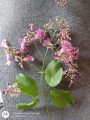 Fridericia patellifera