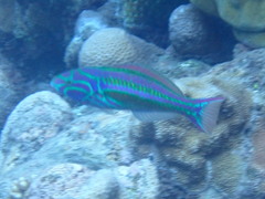 Thalassoma