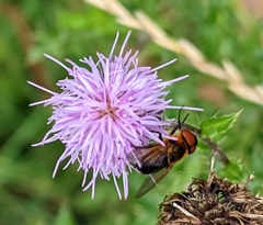Phasia hemiptera