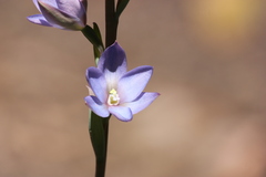 Thelymitra media